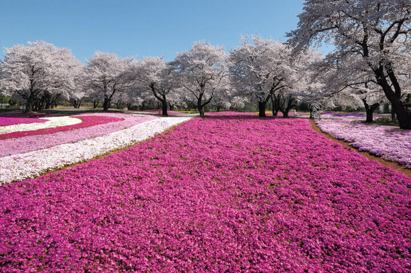 【關東近郊‧賞花】〜 歐式風情的東武珍寶園 (含完整交通攻略)