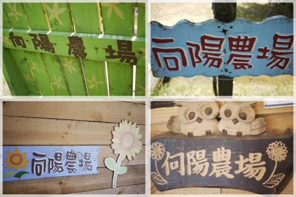 (桃園觀音)向陽農場~藍天白雲下的向日葵花田。林家古厝~百年建築看小鴨。
