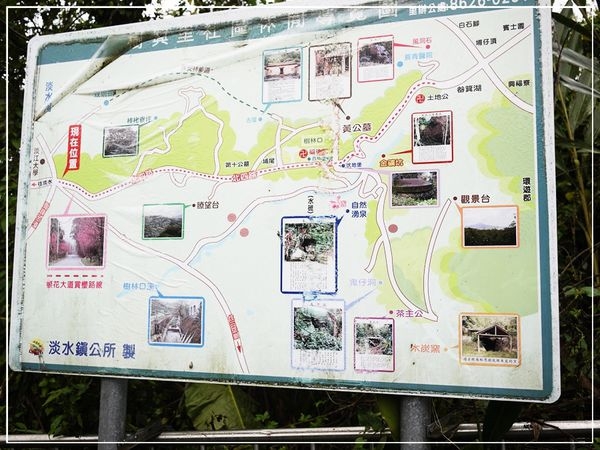 滬尾櫻花大道~隱身在小路裡的山櫻花~