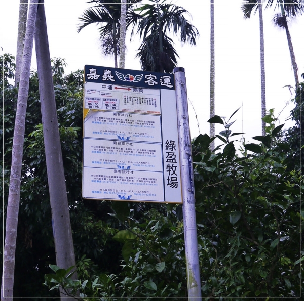 (嘉義中埔)綠盈牧場~賽鵝,餵小牛喝奶初體驗~