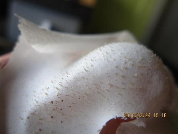 痘痘爬滿我的臉 泥狀面膜救救我