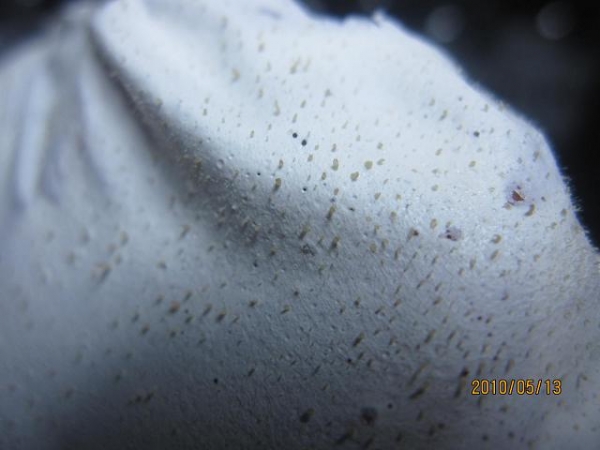 粉刺退散 我目前熱愛卸妝乳卸妝露拉