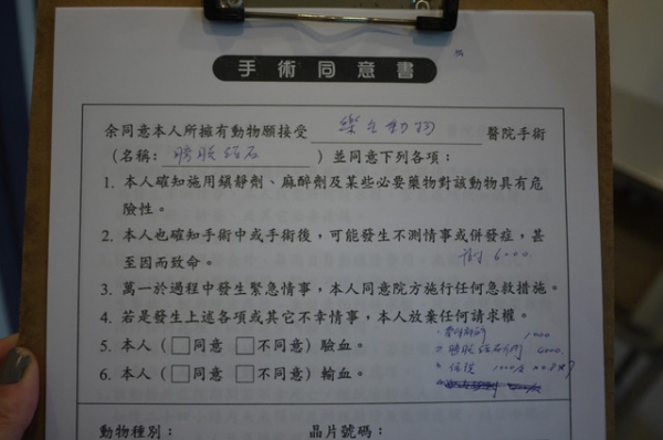 我撿到的小毛毛 希望有可以愛他一輩子的人可以認養喔!!