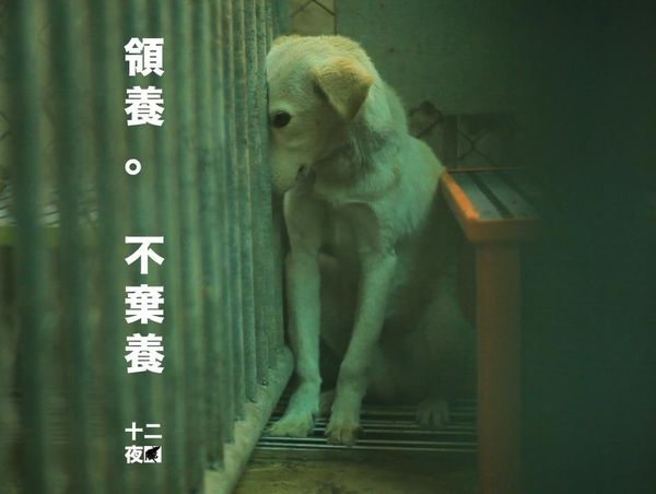 領養 不棄養 十二夜教我們的事
