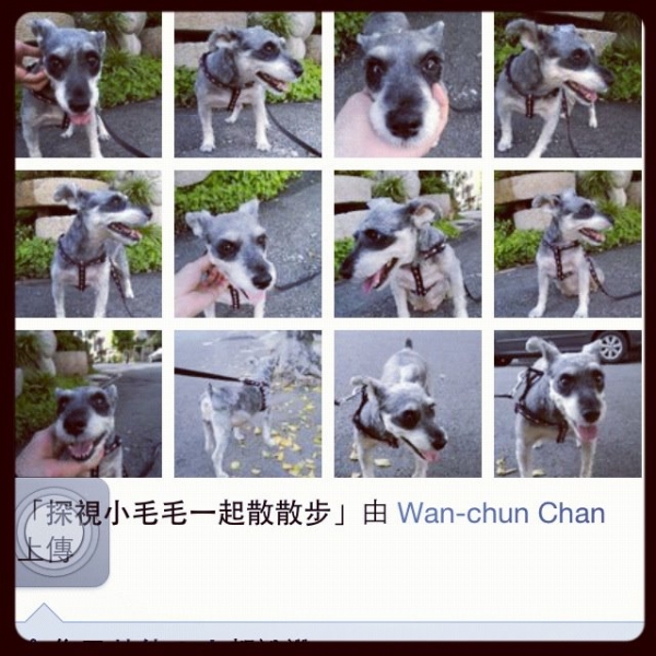 小毛毛最新狀況