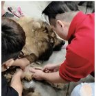 小獸醫外診館長大雄2.0