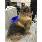 小獸醫外診館長大雄2.0