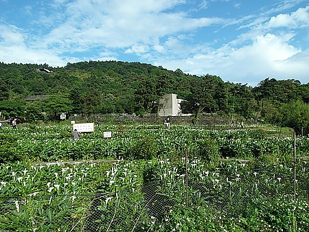 2013陽明山海芋季+超日系芭樂嫂甘味坊