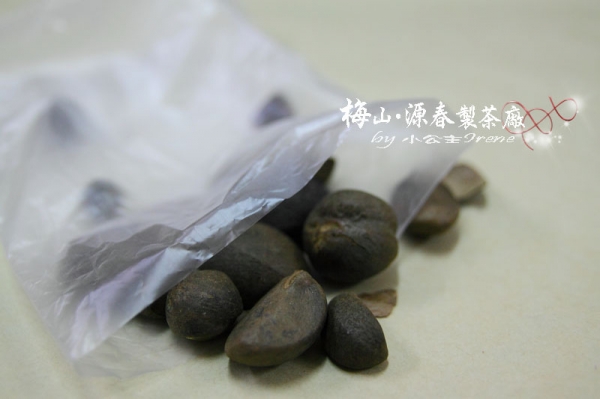 【嘉義梅山】苦茶油之旅.源春製茶廠