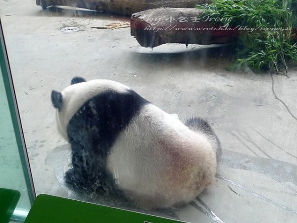 【台北】傳說中的草泥馬之約.台北市立動物園