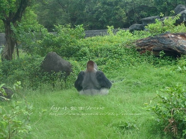 【台北】傳說中的草泥馬之約.台北市立動物園