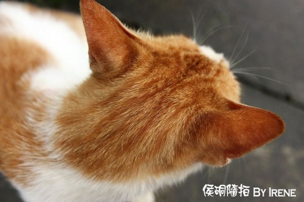 【台北】輕鬆出遊‧侯硐隨拍