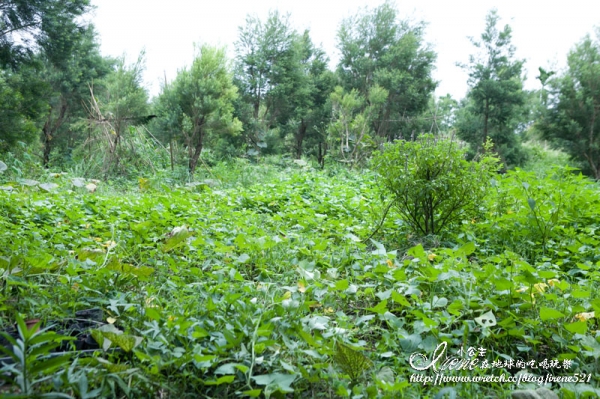 波尼塔香草花園