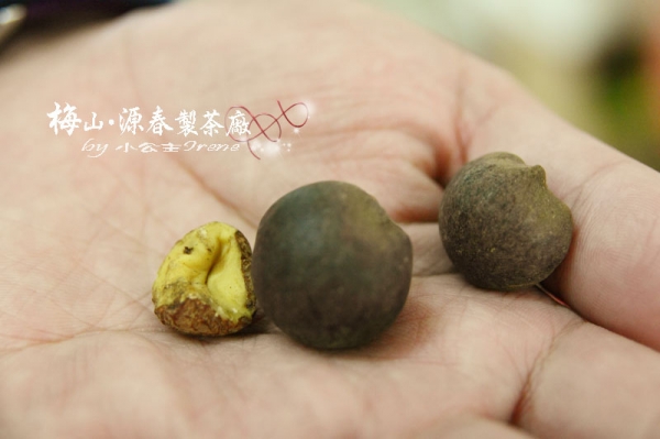 【嘉義梅山】苦茶油之旅.源春製茶廠
