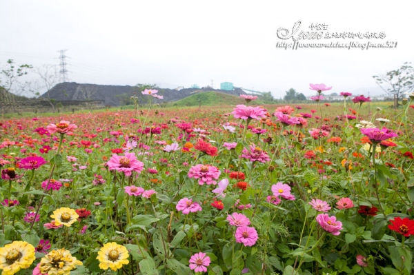【南投】2012/12/16~2013/01/20‧南投花卉嘉年華