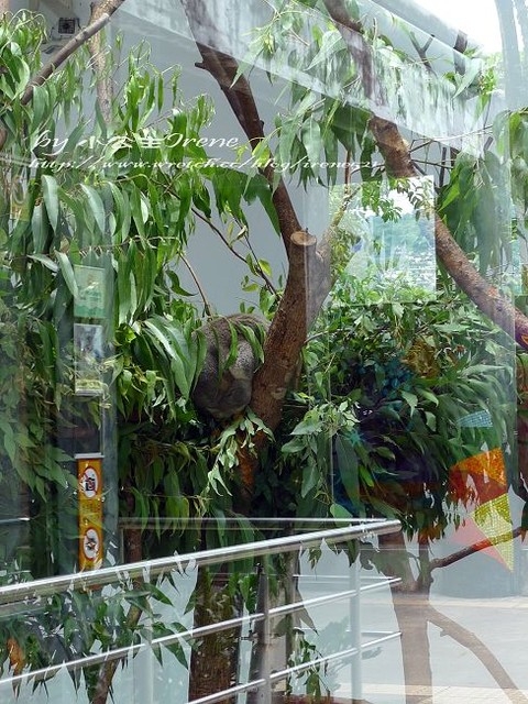 【台北】傳說中的草泥馬之約.台北市立動物園