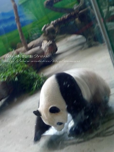 【台北】傳說中的草泥馬之約.台北市立動物園