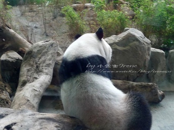 【台北】傳說中的草泥馬之約.台北市立動物園