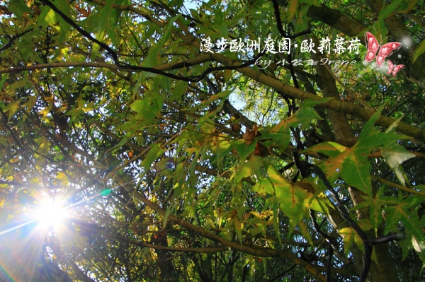 【南投埔里】漫步歐洲庭園.歐莉葉荷(環境篇)