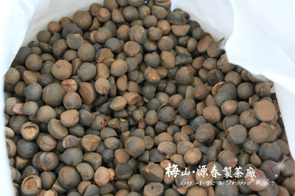 【嘉義梅山】苦茶油之旅.源春製茶廠