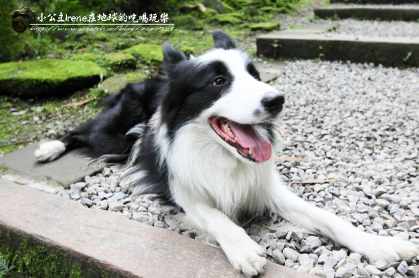 【南投鹿谷】盡情擁抱自然.溪頭自然教育園區