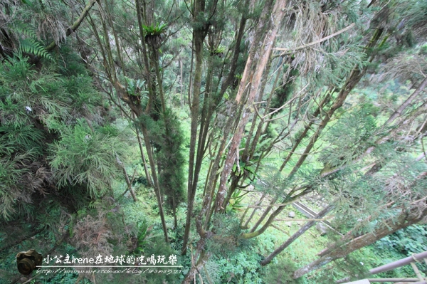 【南投鹿谷】盡情擁抱自然.溪頭自然教育園區
