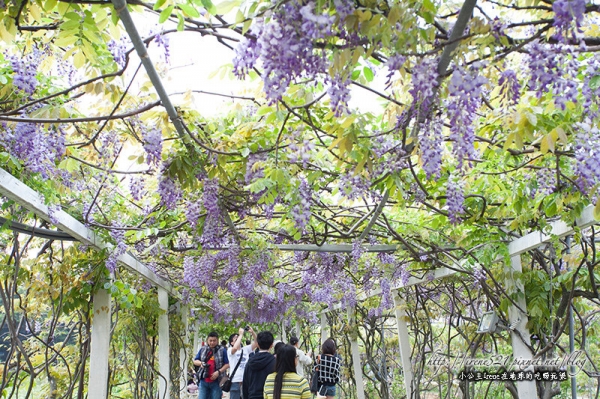 【淡水】如串串垂墜的紫葡萄,夢幻的紫色隧道.紫藤咖啡園(4/6花況)