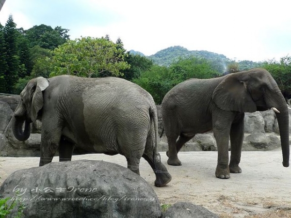 【台北】傳說中的草泥馬之約.台北市立動物園