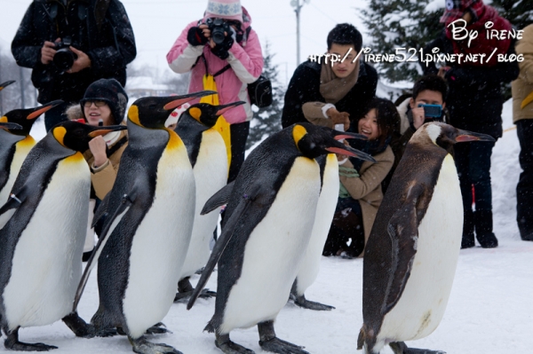 【北海道旭川】大人氣!北極熊餵食秀 & 企鵝逛大街.旭山動物園 (文末贈獎)