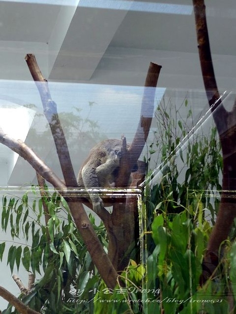 【台北】傳說中的草泥馬之約.台北市立動物園
