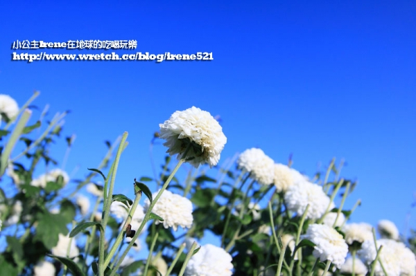 【苗栗銅鑼】銅鑼秋雪.銅鑼杭菊花季