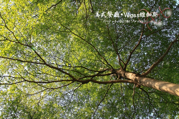 【台北中山區】Vegas維加斯美式餐廳
