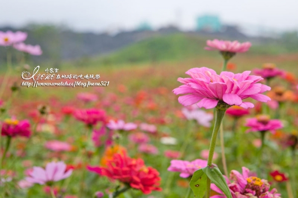 【南投】2012/12/16~2013/01/20‧南投花卉嘉年華