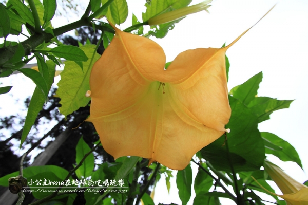 【南投鹿谷】盡情擁抱自然.溪頭自然教育園區