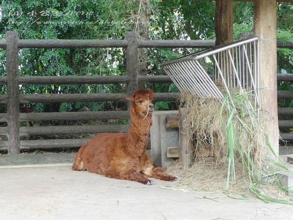 【台北】傳說中的草泥馬之約.台北市立動物園