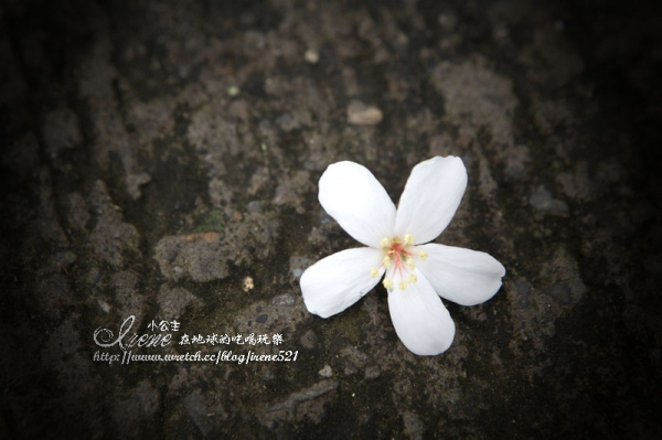 【苗栗銅鑼】相遇浪漫桐花雪.桐花公園&客家大院