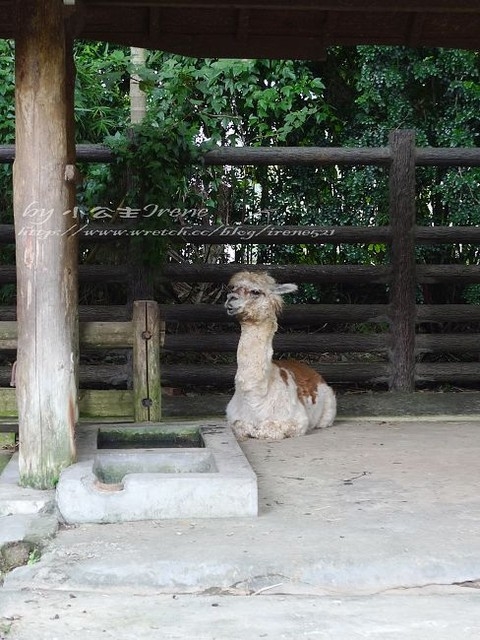 【台北】傳說中的草泥馬之約.台北市立動物園
