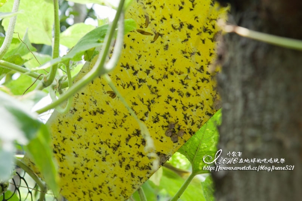 波尼塔香草花園