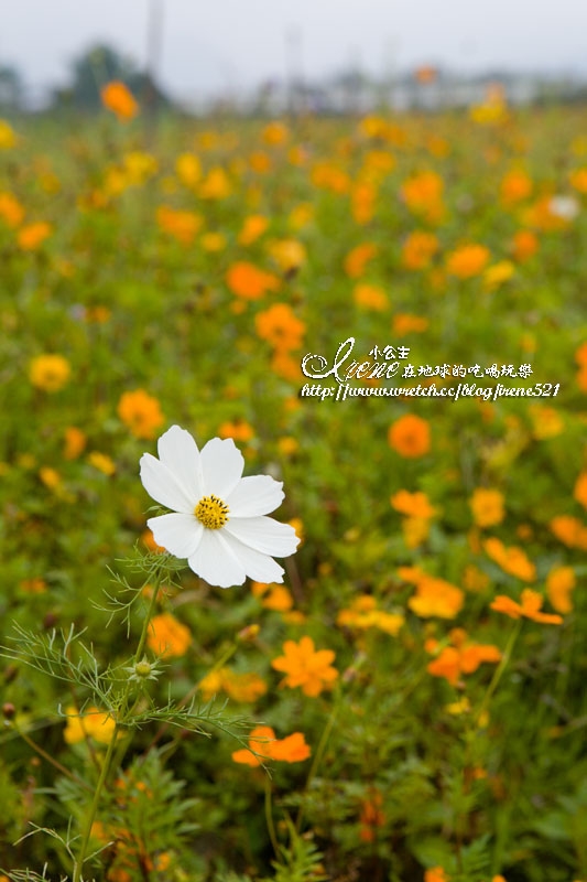 【南投】2012/12/16~2013/01/20‧南投花卉嘉年華