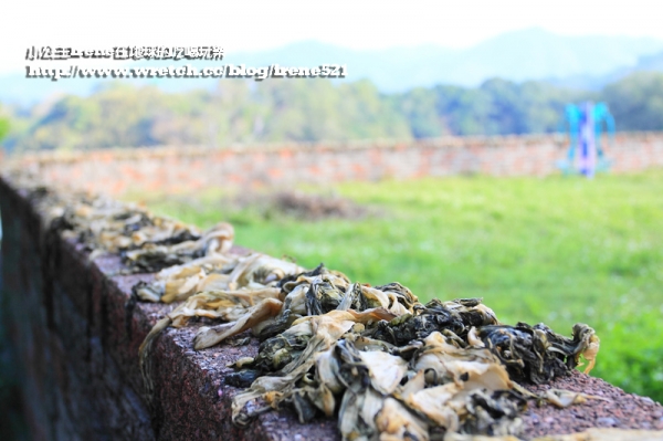 【苗栗】獨立的湖中島.日新島