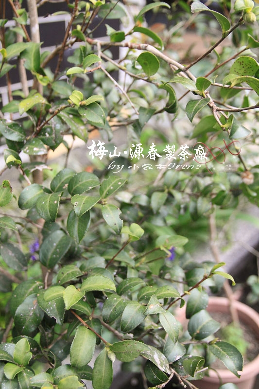 【嘉義梅山】苦茶油之旅.源春製茶廠