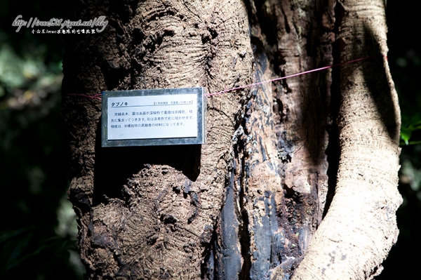 【日本沖繩】琉球王國最重視的神靈之地.齋場御嶽(世界文化遺產)