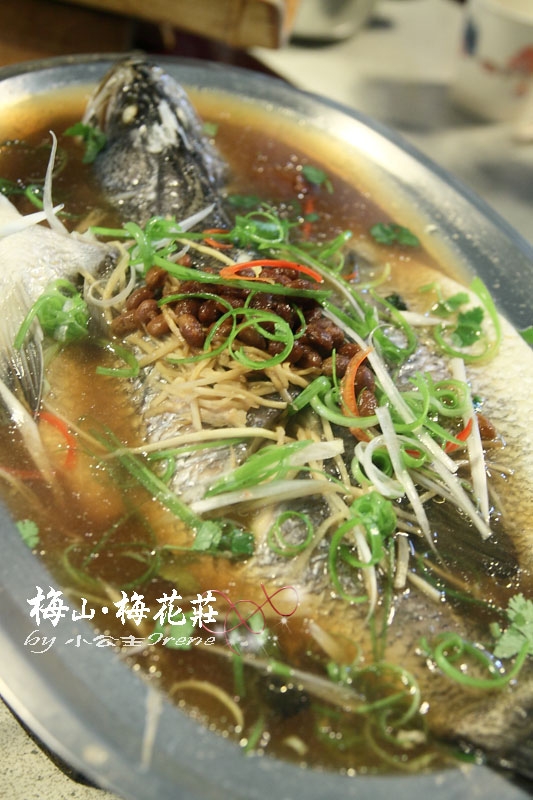 【嘉義梅山】梅香饗宴.梅花莊