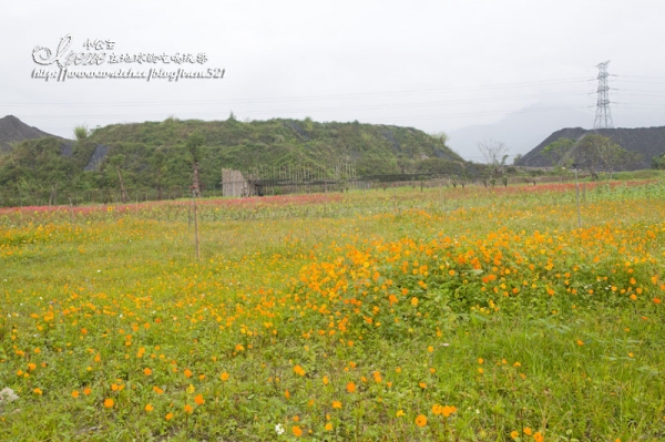 【南投】2012/12/16~2013/01/20‧南投花卉嘉年華
