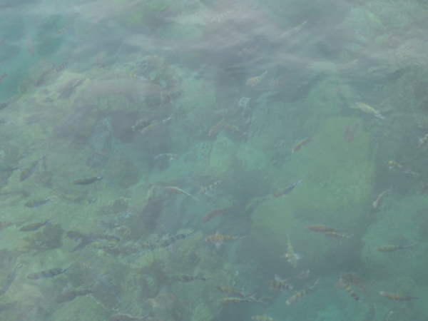 (旅遊 泰國 沙美島) Ton Samet 快艇浮潛繞島半日遊
