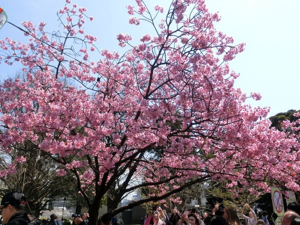 (日本上野恩賜公園)春季賞櫻聖地非去不可~~~櫻花美到不要不要的!