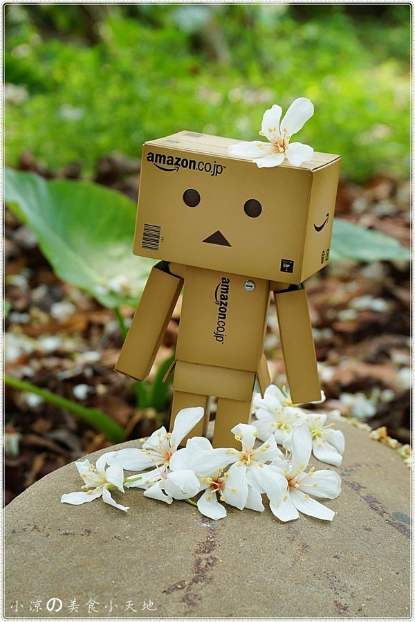 『雲林。古坑』四月桐花飄雪。白色花瓣隨風飛舞飄落,盛開中(季節限定)