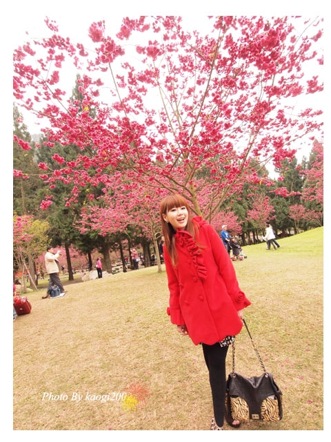 【櫻花】九族文化村,漫天紅櫻在台灣