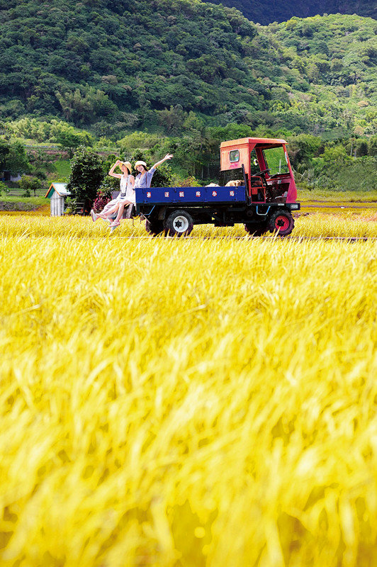 秋憩游 森林,人文 池上万顷稻海 知本老爷邀您共享丰盛喜悦