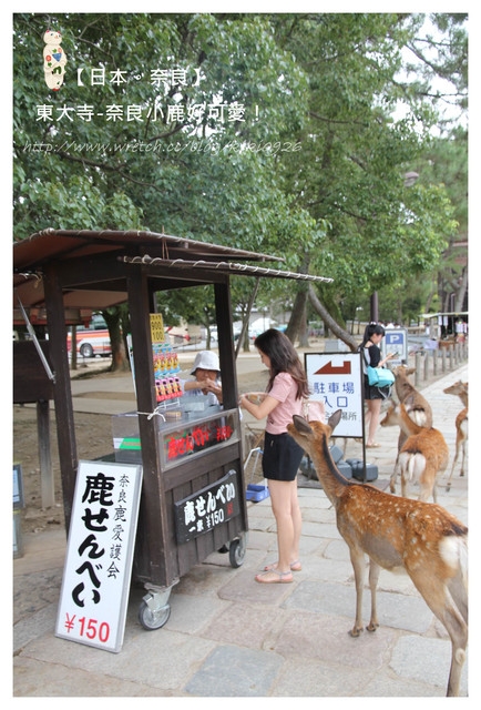 【日本。奈良】東大寺-奈良小鹿好可愛也好瘋狂!